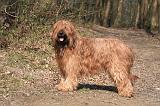 BRIARD 020